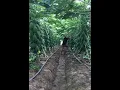 Download Lagu Most Amazing Fruit  - Papaya Farming