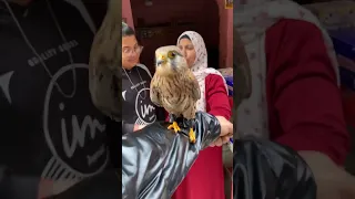لو قلتلك تاخد الصقر ده هاتعمل بيه اي شوفوا رد فعل الناس اي 