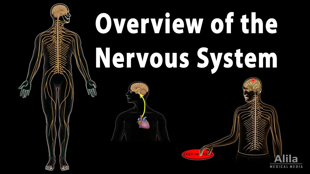 Overview of the Nervous System, Animation