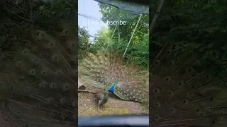 Https Youtu Be EnjnW4bh6HU Si ZVe2xdPoUR3tDgE1 Canada Peacock 