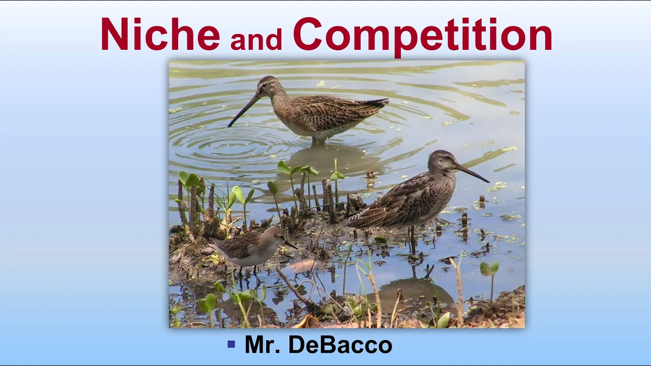 Niche and Competition
