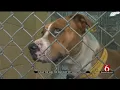 Hundreds Of Dogs Cats Adopted At Tulsa Clear The Shelters Event