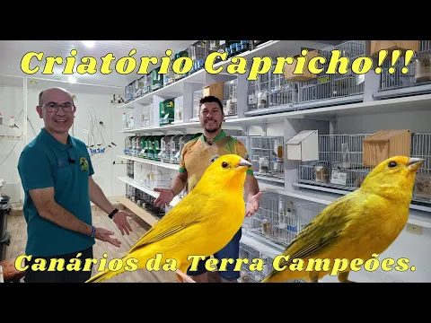 Download MP3 CANÁRIOS DA TERRA DE COMPETIÇÃO NO CRIATÓRIO CAPRICHO!!!