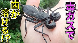 歯が溶ける！？奇虫「サソリモドキ」の毒ガスを口内で炸裂させてみた