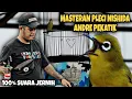 MASTERAN || TEMBAKAN PLECI NISHIDA (WAUNG) FULL NGEBREN  || PLECI JUARA HARGA 125 JUTA ..