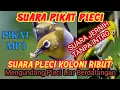 Download Lagu SUARA PIKAT PLECI KOLONI RIBUT DAN MEMANGGIL PEJANTAN