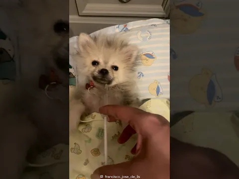 Francisco is living the life all dogs deserve ❤️
