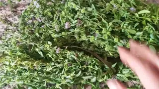 عشبة فليو فوائد مهمة لصحة الجسم ويدخل في الصناعات الطبية دندنها