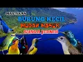 Masteran BURCIL mudah masuk suara jernih‼️ super mewah mudah di tiru full tembakan rapat