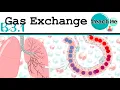 Download Lagu (B3.1) - Gas Exchange - IB Biology (SL/HL)