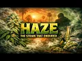 Original Haze - The Strain That Endured