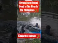 Download Lagu The Biggest Crocodile In The World Was Found Dead in The Philippine River | Lolong #crocodile #short