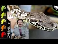 Dumeril s Boa The Best Pet Snake