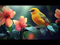Download Lagu Birds sounds for sleeping - Calming Piano Music with Rain \u0026 Thunder Sounds for Sleep or Relaxing