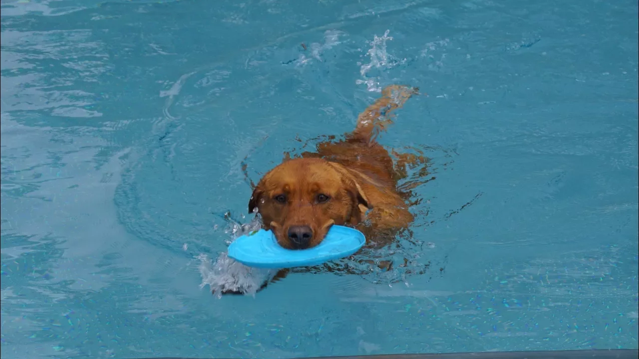 Der Hundebadetag im Bad Aiblinger Freibad