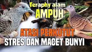suara burung perkutut dan suara air di alam liar untuk relaksasi perkutut stres dan macet bunyi
