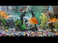 Full length of lovely goldfish swimming around in their fish tank so relaxing to watch