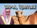 Download Lagu Салих аль-Фаузан вынес такфир мусульманину из за мочи верблюда..!