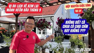 Đi Du Lịch Về Xem Lại Mảnh Vườn Đầu Tháng 9 | Cà Chua Chín Ra Sao Rồi?