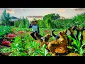 Download Lagu Harvest Red Radish and Yardlong Beans Goes To Market Sell, Cook With Them, Garden, Livestocks.