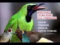 Download Lagu MASTERAN CUCAK IJO ISIAN CILILIN,TENGKEK,KAPAS TEMBAK JERNIH