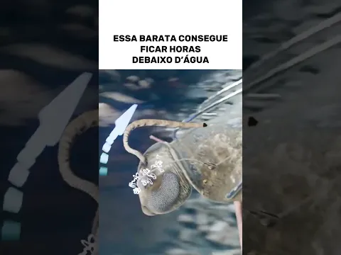 Cientistas Estão Transformando Baratas Em Mergulhadoras De Resgate #Curiosidade