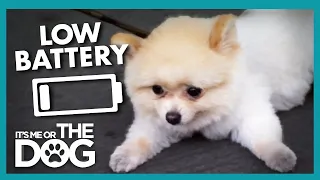 Can Victoria Get Peanut the Pomeranian Moving Again | It's Me or the Dog