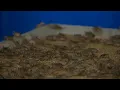 Springfield Mo pet stores experiencing cricket shortage during heat wave