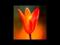The Bee movie trailer but its just a stock photo of a flower
