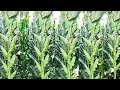 Download Lagu HOW HE INVENTED MAIZE TECHNOLOGY AND BECAME A MILLIONAIRE THROUGH MAIZE FARMING||@FarmUp 