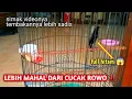 Download Lagu Sogon Dada Hitam sangat langka lebih mahal dari cucak rowo ‼️