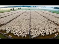 Lagu How Farmers Raise Millions of Sheep, Goats, and Free-Range Livestock for Wool and Milk