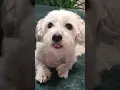 Download Lagu 𝐖𝐀𝐑𝐍𝐈𝐍𝐆!𝐓𝐎𝐎 𝐂𝐔𝐓𝐄 𝐓𝐎 𝐇𝐀𝐍𝐃𝐋𝐄😝❤#dogstar #Fandy_TV #puppy #pets #funnydogs #dog #Fandy #cute