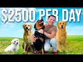 Making 2500 Per Day with a Luxury Dog Hotel Undercover Millionaire
