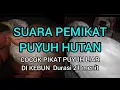Download Lagu suara pikat puyuh hutan.cocok untuk pikat puyuh liar