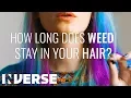 How Long Does Weed Stay In Your Hair Inverse