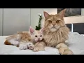 Download Lagu Little Kitten Richard Cuddles With Big Uncle Buster!