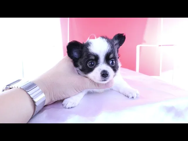 動画