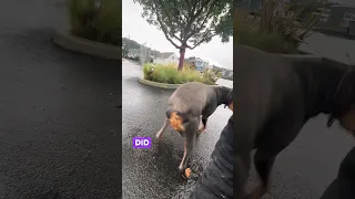 #Fyp #dream #pets #doberman