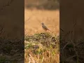 Download Lagu Bush Lark #shorts #ytshorts #youtubeshorts