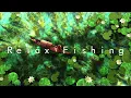 Download Lagu Relax Fishing 🎣 Chill Lofi Beats