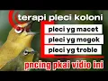 Lagu Terapi super gila ll membntu plecimu cepatt gacor