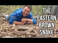 10 Things You Didn’t Know About The Eastern Brown Snake