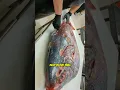 Download Lagu How to Fillet an Opah Fish - Part 1 #opahfish #opah #filletingfish #shorts