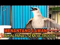 Suara Pancingan Trucuk menantang lawan ini ampuh bikin Trucuk cepat bunyi dan Nggaruda