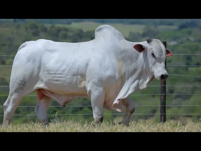 Touro Nelore SABZ - 144