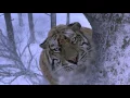Download Lagu Tiger Attack scene (HD) *see description