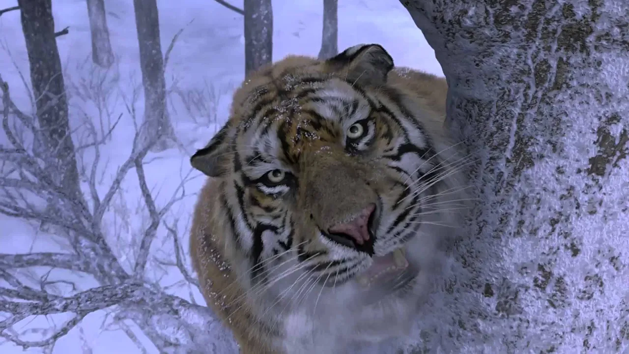 Tiger Attack scene (HD) *see description