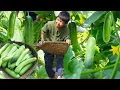 Download Lagu 南国深秋已经有了初冬的气息。腌制后的酸黄瓜炒五花肉，酸爽香热的饭菜里，是满满对生活的热爱