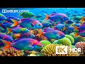Download Lagu Journey Through Ocean’s Secrets in 8K HDR | Dolby Vision™